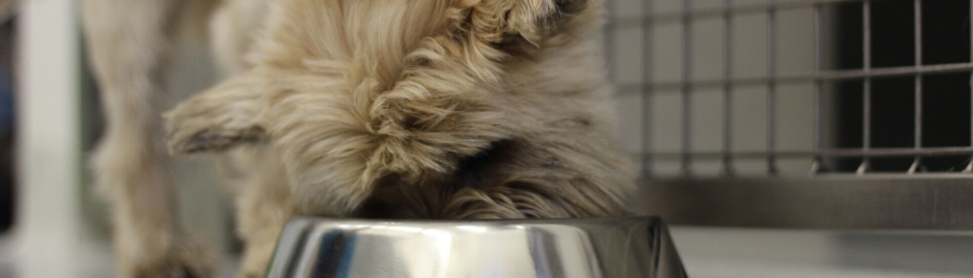 Die richtige Fütterung